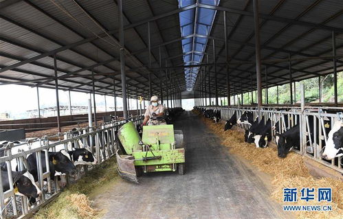 云南尋甸 奶牛養(yǎng)殖助農(nóng)民脫貧增收